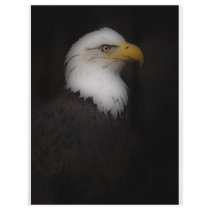 'The Prestigous Bald Eagle' Flyer Design