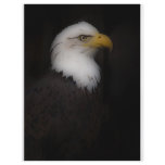 'The Prestigous Bald Eagle' Flyer Design