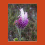 mohawk, nature, colorado, field, summer,