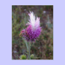 The Prickly Punk postcards