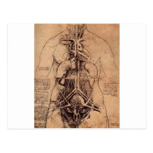 The Principle Organs and Vascular and Urino-Genita Post Card
