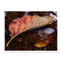 the prospector posters by blacqbook the prospector posters