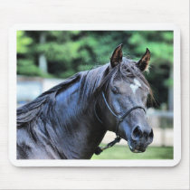 The Proud Arabian Stallion Mouse Pad