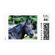 The Proud Arabian Stallion Postage Stamp
