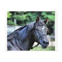 The Proud Arabian Stallion postcards by lover196969 The Proud Arabian Stallion postcards