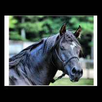 The Proud Arabian Stallion postcards