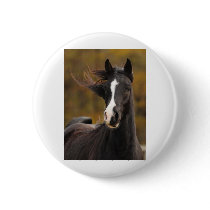 The proud Stallion Pins