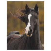 The proud Stallion Personalized Flyer