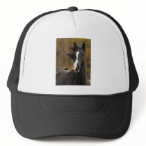 The proud Stallion Hats