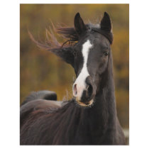 The proud Stallion Letterhead Design