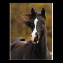 The proud Stallion postcards