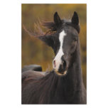 The proud Stallion Custom Stationery