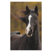The proud Stallion Custom Stationery