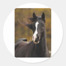 The proud Stallion Sticker