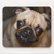 The Pug mousepads by msphoto70 The Pug mousepads