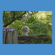 The Pup posters