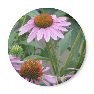 The Purple Coneflower Magnet magnet