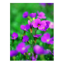 The Purple Invasion Of Spring Post Cards