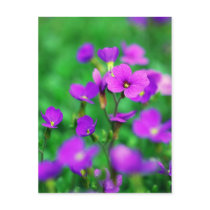 The Purple Invasion Of Spring postcards by pageandturner The Purple Invasion Of Spring postcards