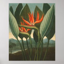 'The Queen (Bird of Paradise)' - Temple of Flora Print