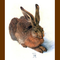 The Rabbit t-shirts