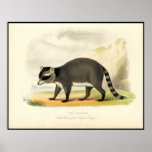 The Raccoon posters