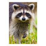 The raccoon, Procyon lotor, is a widespread, 3 Photo Art