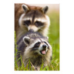 The raccoon, Procyon lotor, is a widespread, Photo Art