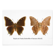 The Rajah and Pasha Butterflies Charaxes Kheili Invitations
