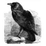 The Raven t-shirts