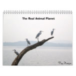The Real Animal Planet calendars