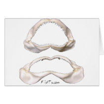 The Real Jaws-Sharks Teeth cards