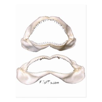 The Real Jaws-Sharks Teeth Post Cards