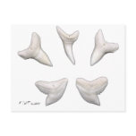 The Real Jaws-Sharks Teeth