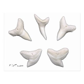 The Real Jaws-Sharks Teeth Postcard
