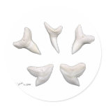 The Real Jaws-Sharks Teeth