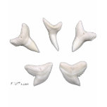 The Real Jaws-Sharks Teeth