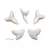 The Real Jaws-Sharks Teeth t-shirts