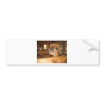 "the real money's in alpacas" bumper sticker