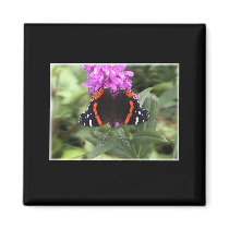 The Red Admiral Butterfly magnets