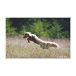 The Red Fox Hunts ~ San Juan Island, WA