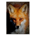 The Red Fox of Arkansas cards