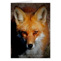 The Red Fox of Arkansas cards by ginnyl52 The Red Fox of Arkansas cards