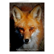 The Red Fox of Arkansas card