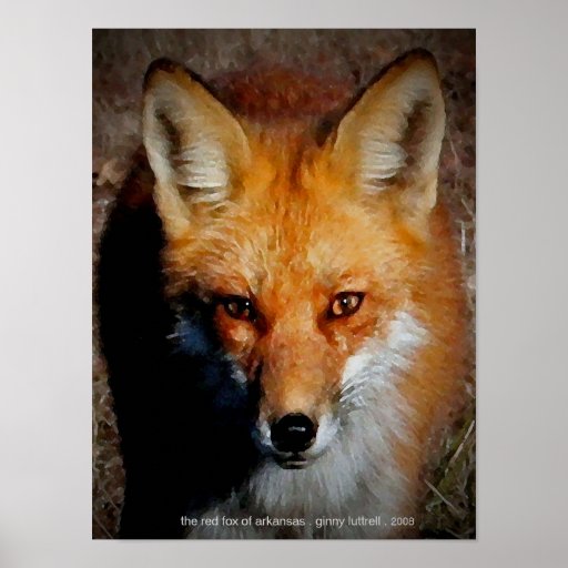 The Red Fox of Arkansas Print