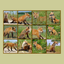 The Red Fox of Bombay Hook- Mosaic posters
