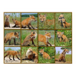 The Red Fox of Bombay Hook- Mosaic
