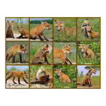 The Red Fox of Bombay Hook- Mosaic posters
