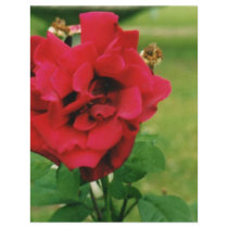 The Red Rose flyers