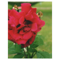 The Red Rose letterhead